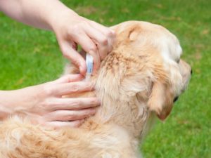 dog-flea-treatment